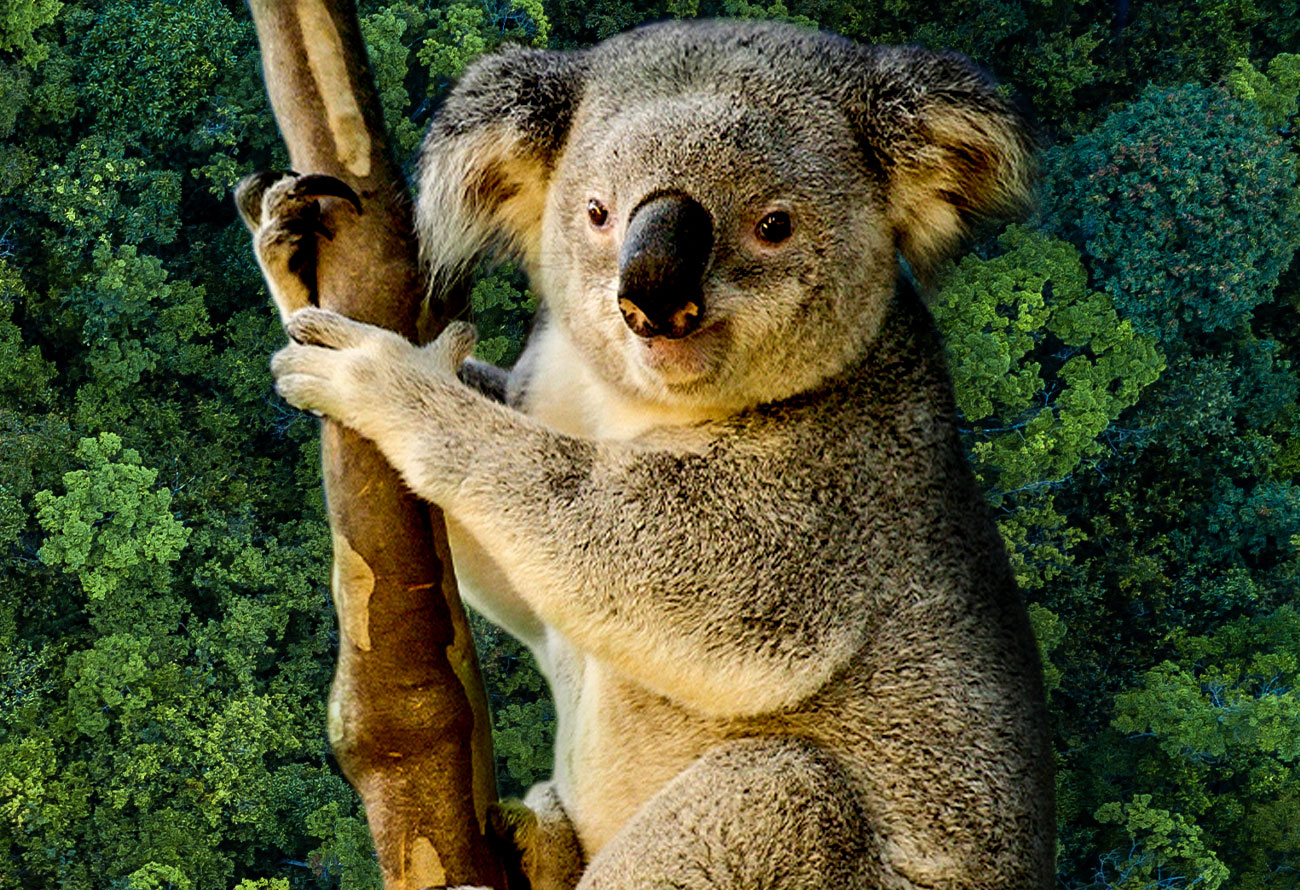 Let’s Come Together for Australia Day